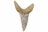 Sand Tiger Shark (Carcharias) Tooth - Dakhla, Morocco #225306-1